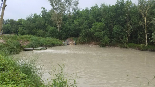 [-]Gần[-]100[-]tấn[-]cá[-]lóc[-]bơi[-]ra[-]suối,[-]dân[-]mất[-]hơn[-]7[-]tỉ